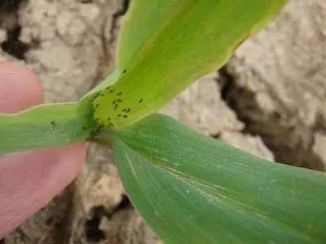 红花如何收藏防虫害？