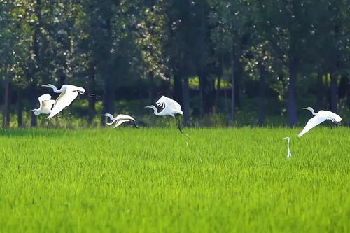 绿色循环，高效生态养殖