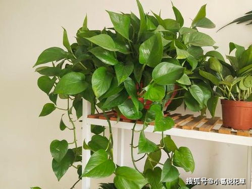 如何科学养护吊兰，通过合理控制吊兰的水分