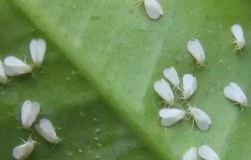 花长腻虫用什么农药最有效？有没有什么安全环保的方法