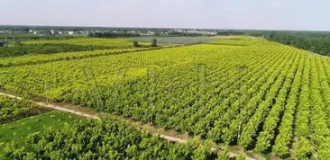 不同苗木，不同培育方法