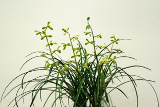 兰花怎么养容易发芽？掌握这些技巧