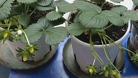 广东秋花总养死？揭秘三大选苗坑，教你挑选8种省钱又爆花的植物！