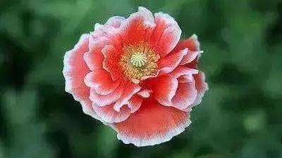 牡丹：富贵吉祥的象征