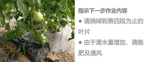 红豆杉培植与管理：关注生长环境与病虫害防治