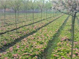 欢迎来访花卉苗圃基地