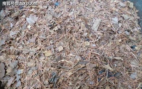 干松针拌土的奥秘