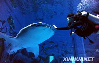 金乌贼落户天津滨海新区，探索海洋生物养殖新模式