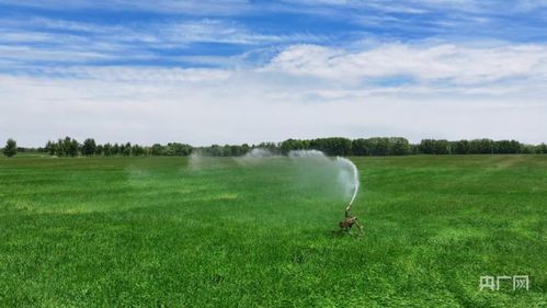 盐碱地：荒芜的呼唤