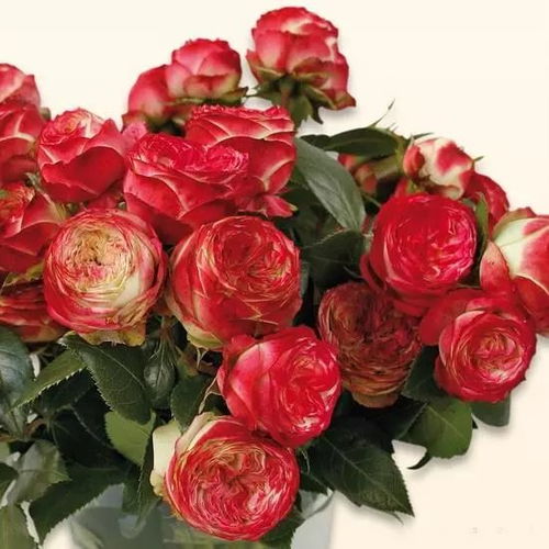 拉丁绒球月季的简介