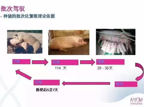 母猪批次化生产如何颠覆中国养猪行业格局？