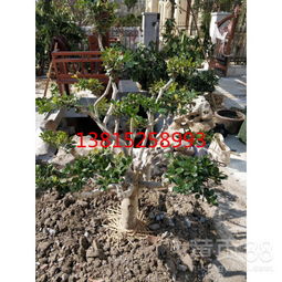 梅花老桩， 庭院档次提升