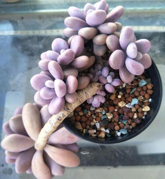 想学多肉拼盘技巧？小白变高手
