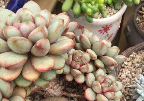 多肉植物在不同光照条件下如何调整晒与藏