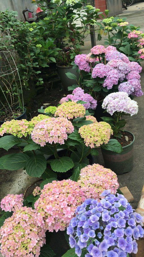 矮绣球：矮化后的绣球花， 小身材大魅力