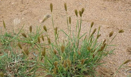 花园里的杂草，让我们一起来拔掉它们吧！