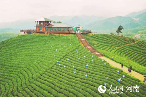 茶旅融合， 农事变体验，农区变景区