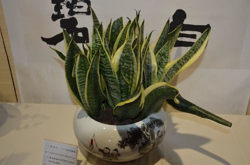虎皮兰如何变金边？只需一招