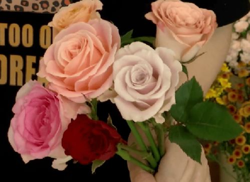 红玫瑰的火红传奇