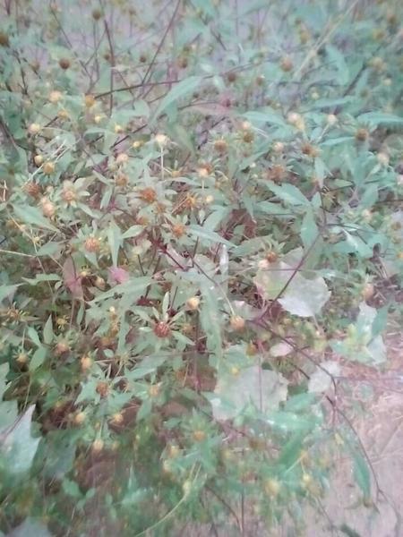 粉黛草播种最佳时间为何？