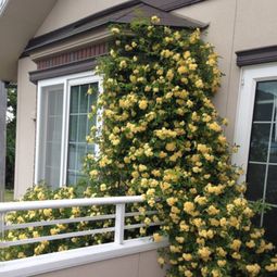 庭院爆款花卉品种盘点