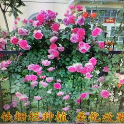 盆栽藤本月季批发价格揭秘：不同品种价格大不同