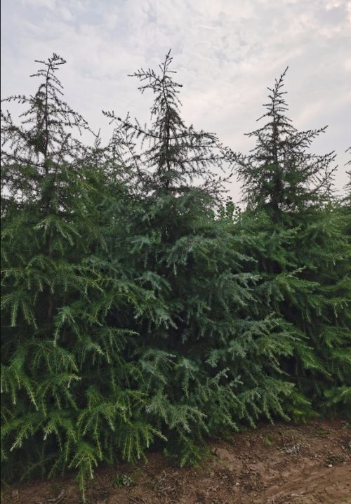 雪松的身高秘密