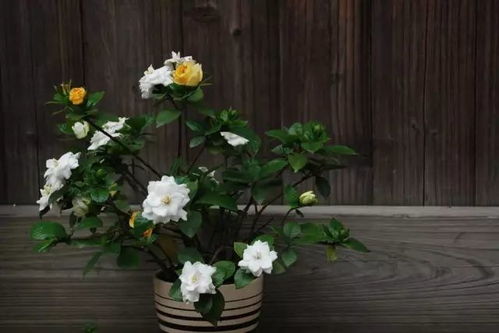 广东高温多雨，种什么花草好呢？