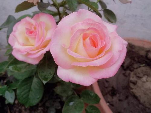 胡里奥：红白相间的花瓣， 美得让人心动