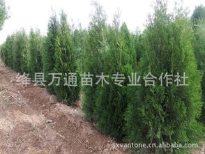 颜色大不同：侧柏的叶子有几种颜色？