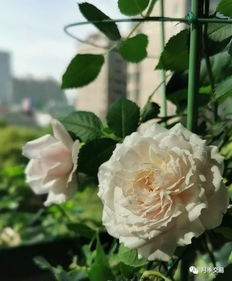 立秋过后 月季花换盆的黄金时机