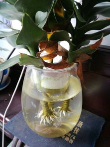 水培荷花竹叶子干枯蔫了这是怎么回事？