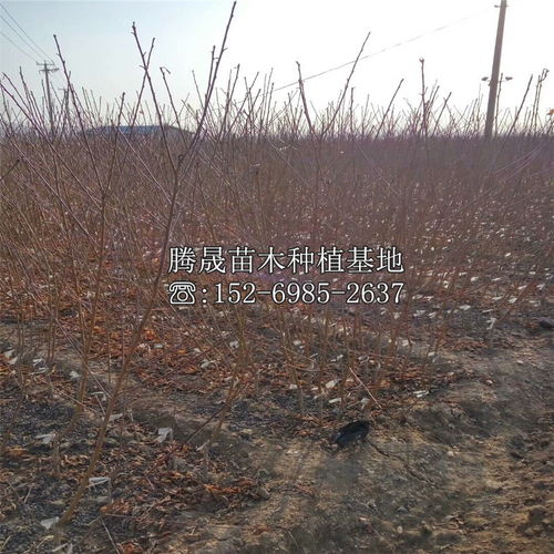 腐熟堆肥/饼肥：绿化树苗的好伙伴