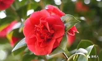 广州，月季花的宜居之地