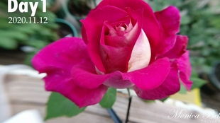 莫妮卡贝鲁奇月季， 花中佼佼者