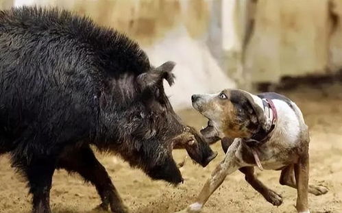 野猪驯化技术：降低野猪攻击性