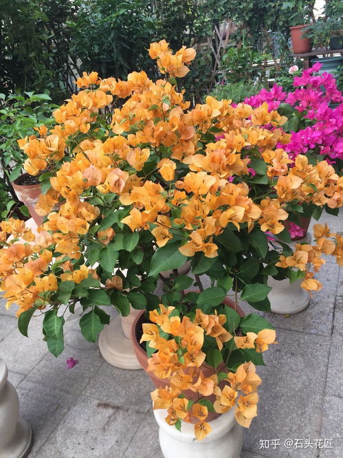 冬天阳台花卉怎么过冬？如何安全度过寒冷季节