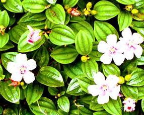 箭叶秋葵：根入药， 花入画