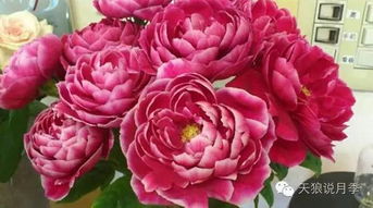 病虫害防治：守护玫瑰宝宝的健康