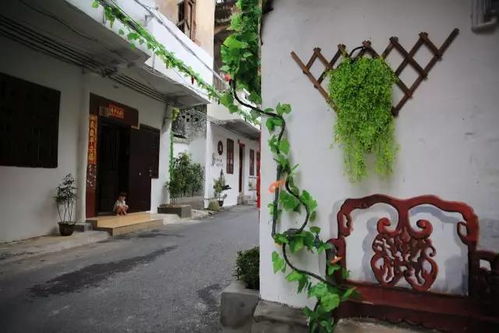 家门口种柳树，宅院绿化新选择！