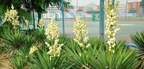 肥料施用，讲究“荤素搭配”