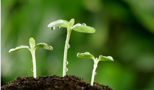 珍珠岩妙用，土壤透气性up！