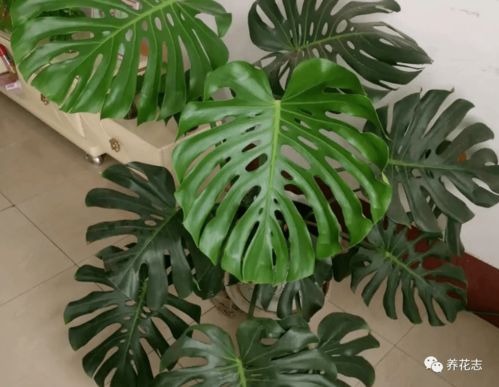 真假龟背竹鉴别技巧