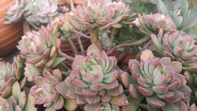 红稚莲与马库斯种植差异解析：农业种植技巧大揭秘