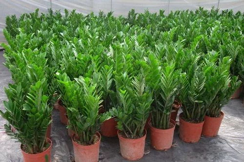 4、 金钱树施肥频率、季节和生长阶段不同调整