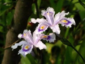 3. 鸢尾花的耐寒之谜