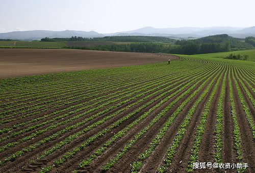 甜瓜种植难生根，探究土壤与根系关系