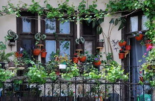 春天阳台种菜，你准备好了吗？