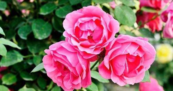 月季花萌芽到开花的注意事项