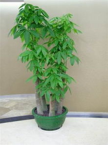 常见绿植， 各有特色